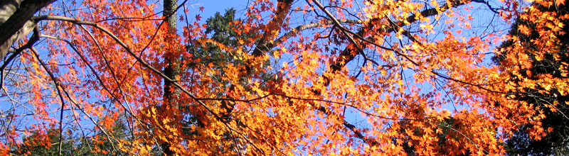 banner_image